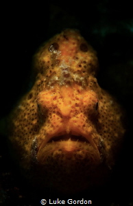 Portrait Orange by Luke Gordon 